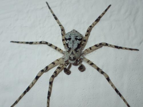 Philodromus margaritatus